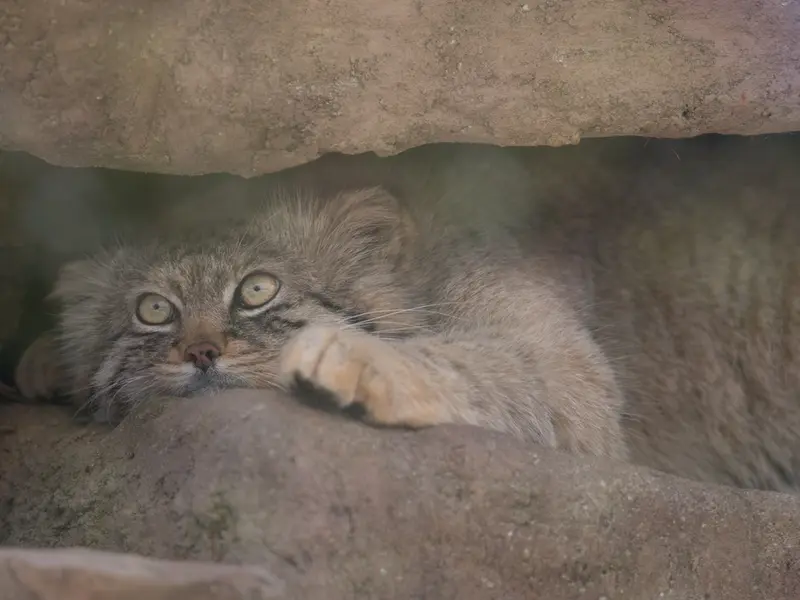 Фотография Лотоса в Детском зоопарке Сайтама