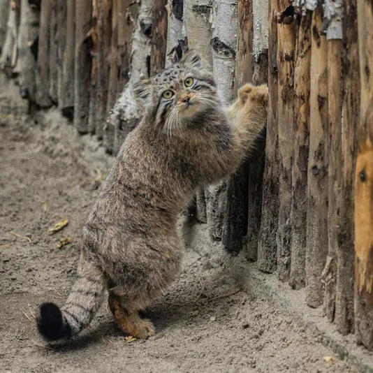 Фотография Лолошки 2024 Г.р. Ⅴ в Новосибирском Зоопарке
