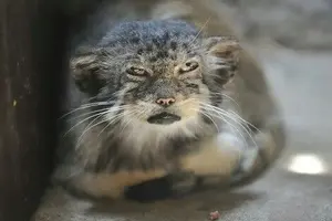 Фотография с манулом