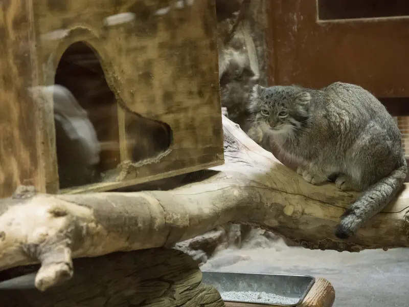 Фотография Клёна в Зоопарке Уено