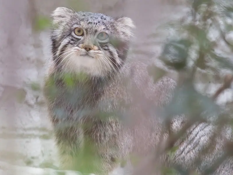 Фотография Фиги в Зоопарке Ногеяме