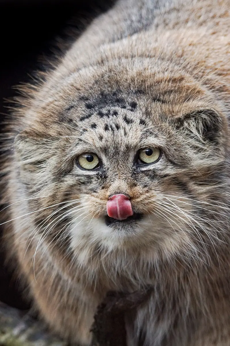 Фотография Розы в Зоопарке Брно