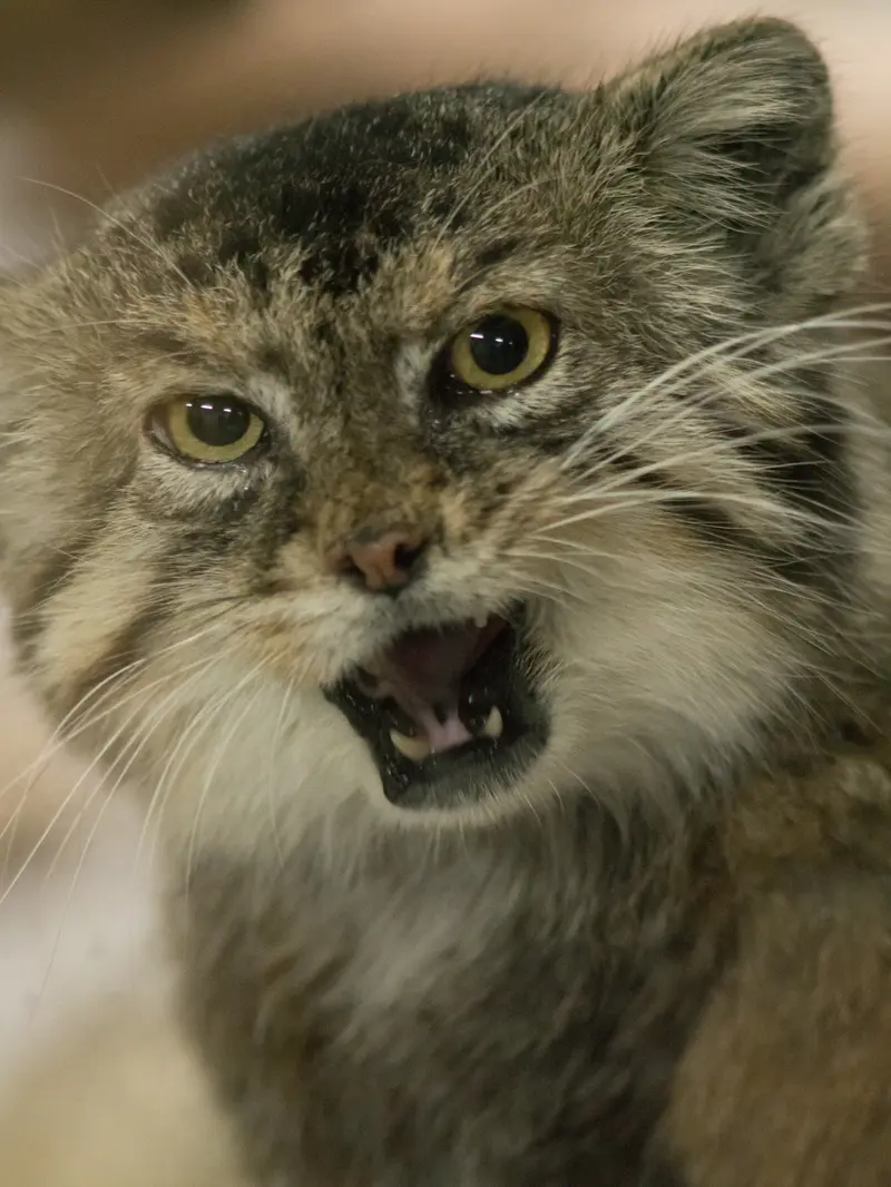 Фотография Примулы в Зоопарке Уено