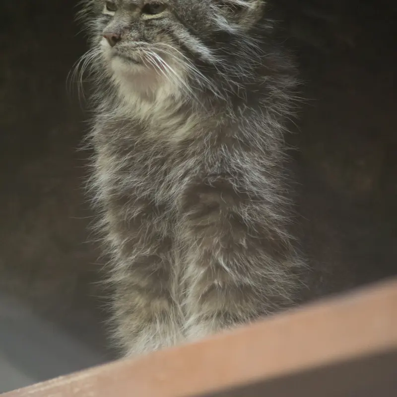 Фотография Клёна в Зоопарке Уено