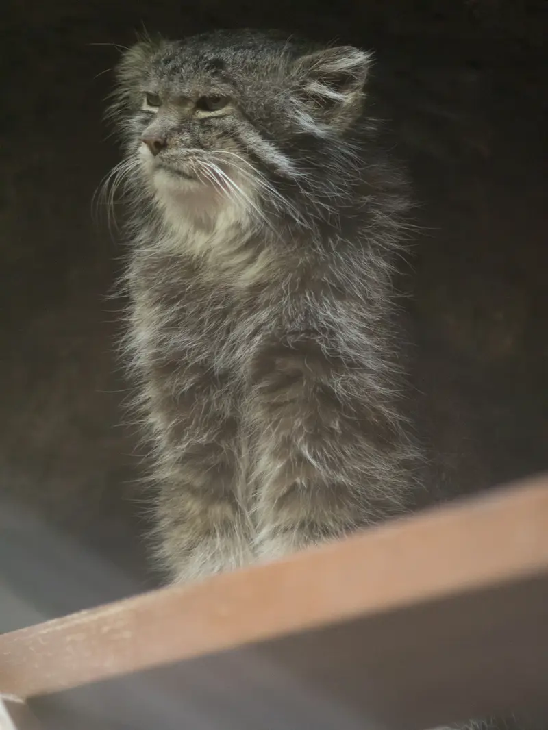 Фотография Клёна в Зоопарке Уено