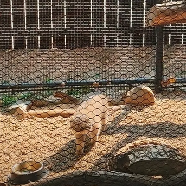 Фотография Каза в Зоопарке Великих равнин