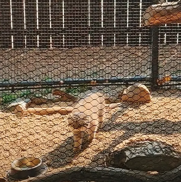 Фотография Каза в Зоопарке Великих равнин