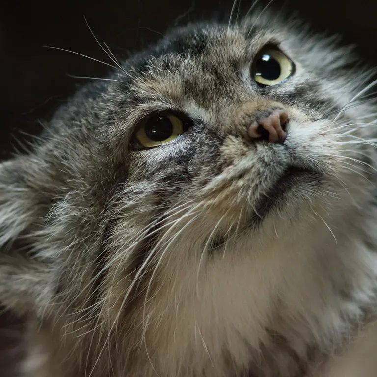 Фотография Примулы в Зоопарке Уено