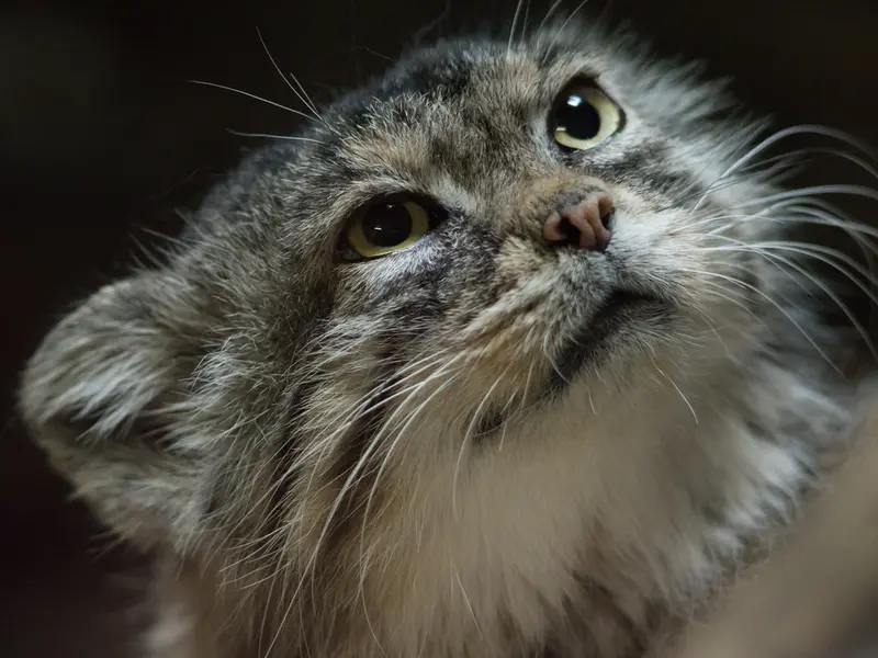 Фотография Примулы в Зоопарке Уено