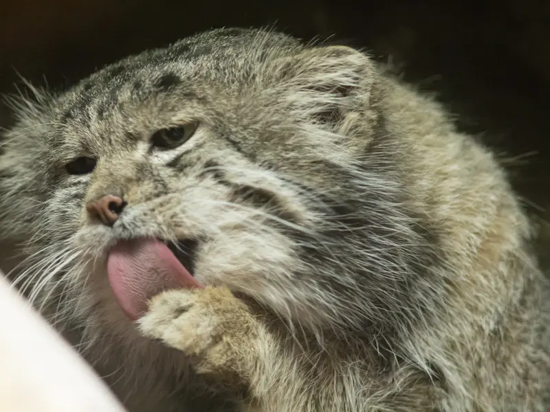 Фотография Клёна в Зоопарке Уено