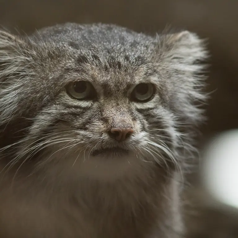 Фотография Клёна в Зоопарке Уено