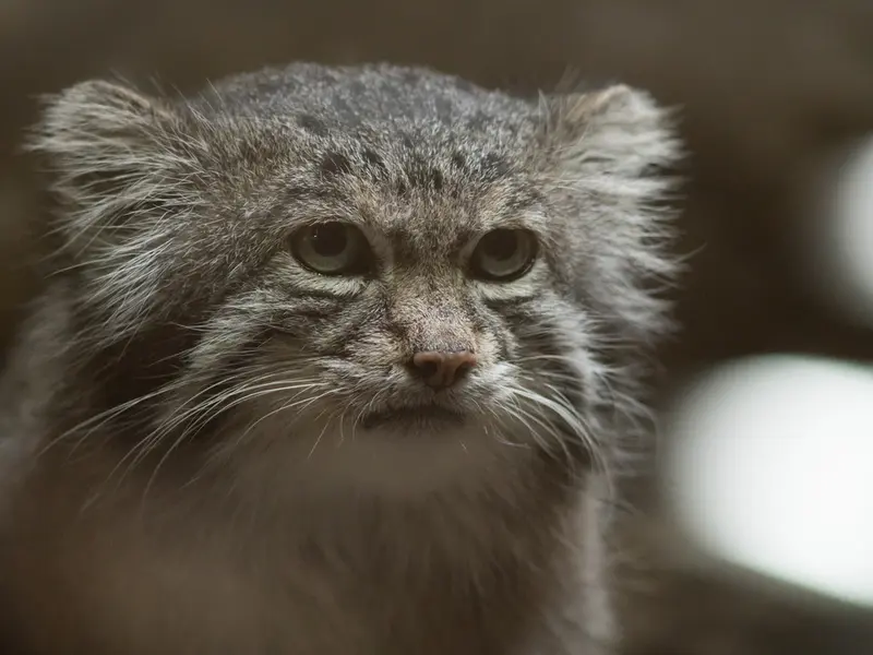 Фотография Клёна в Зоопарке Уено