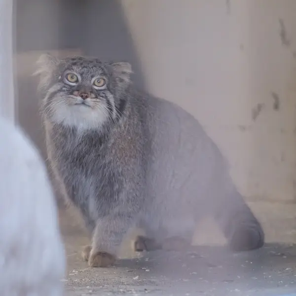 Фотография Фиги в Зоопарке Ногеяме