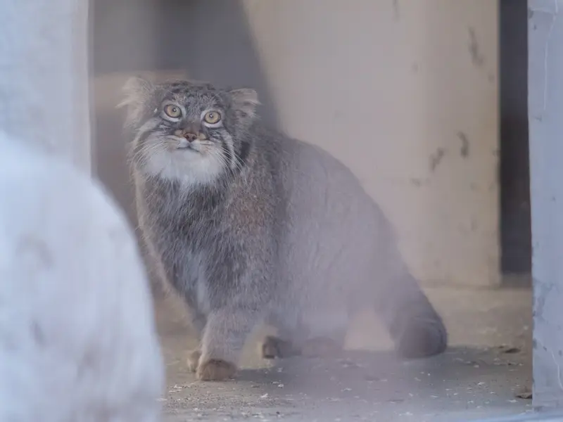 Фотография Фиги в Зоопарке Ногеяме