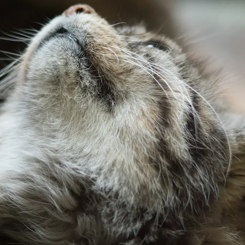 Фотография Примулы в Зоопарке Уено