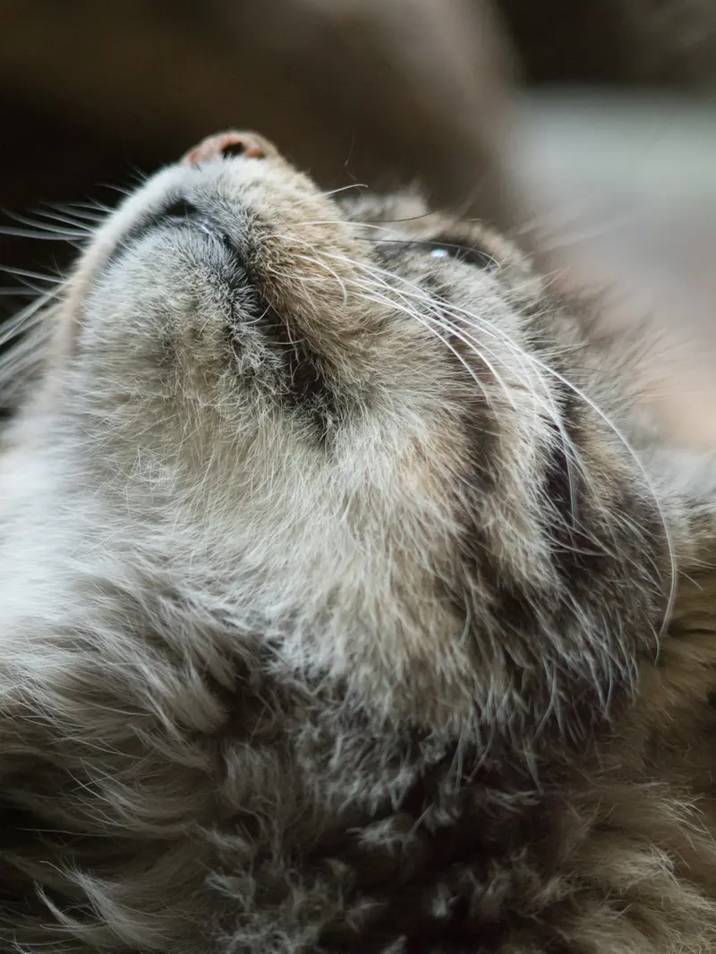 Фотография Примулы в Зоопарке Уено