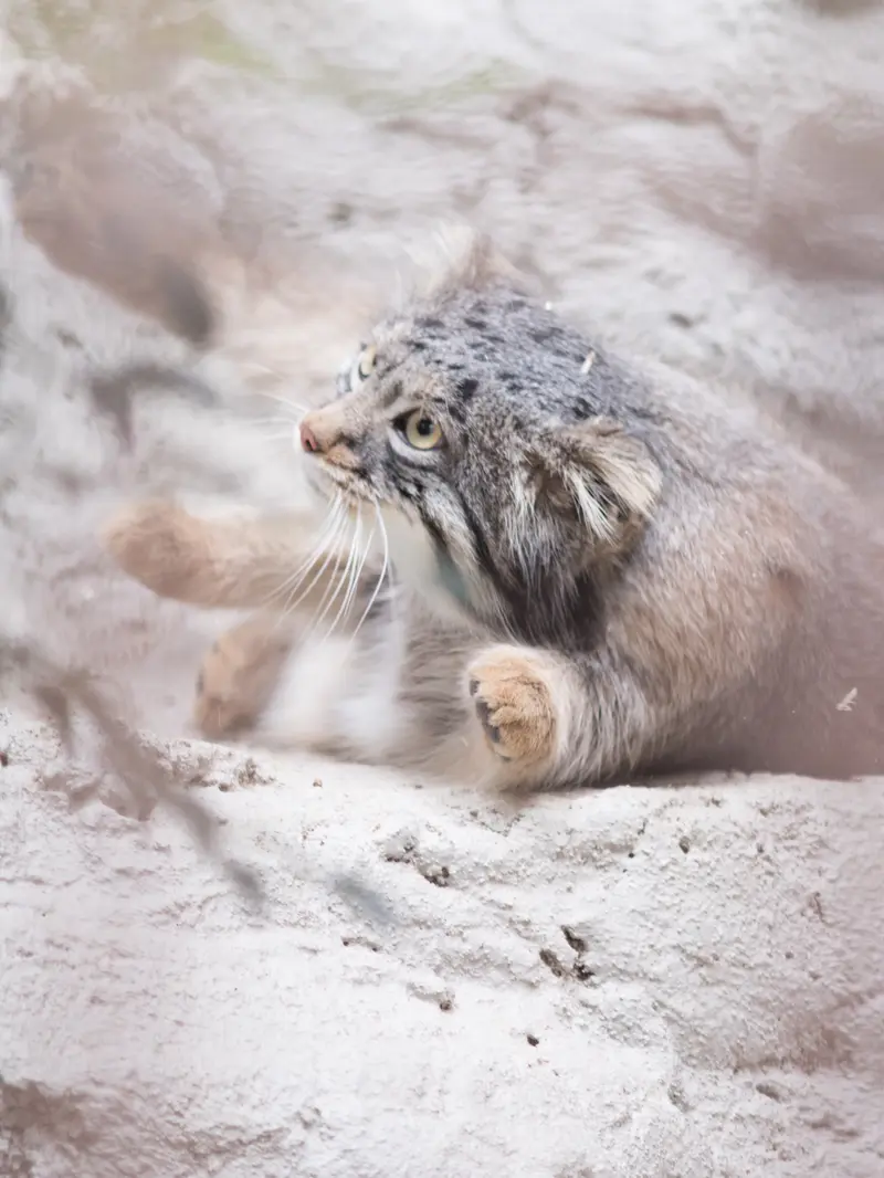 Фотография Фиги в Зоопарке Ногеяме