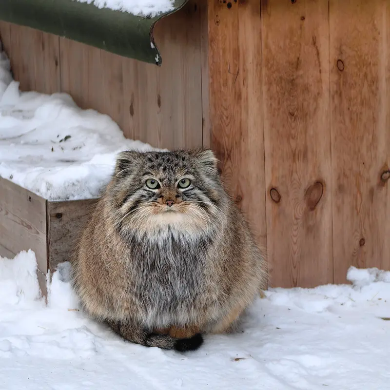 Фотография Лолошки 2024 Г.р. Ⅳ в Новосибирском Зоопарке
