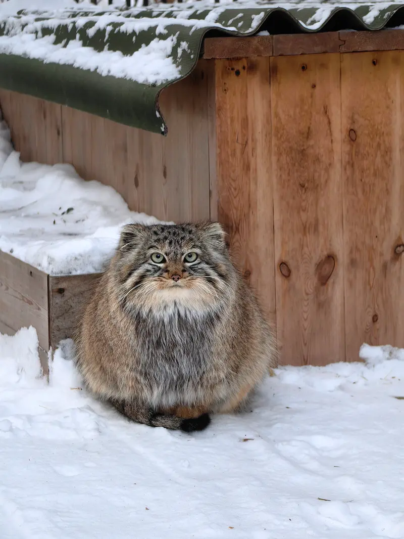 Фотография Лолошки 2024 Г.р. Ⅳ в Новосибирском Зоопарке