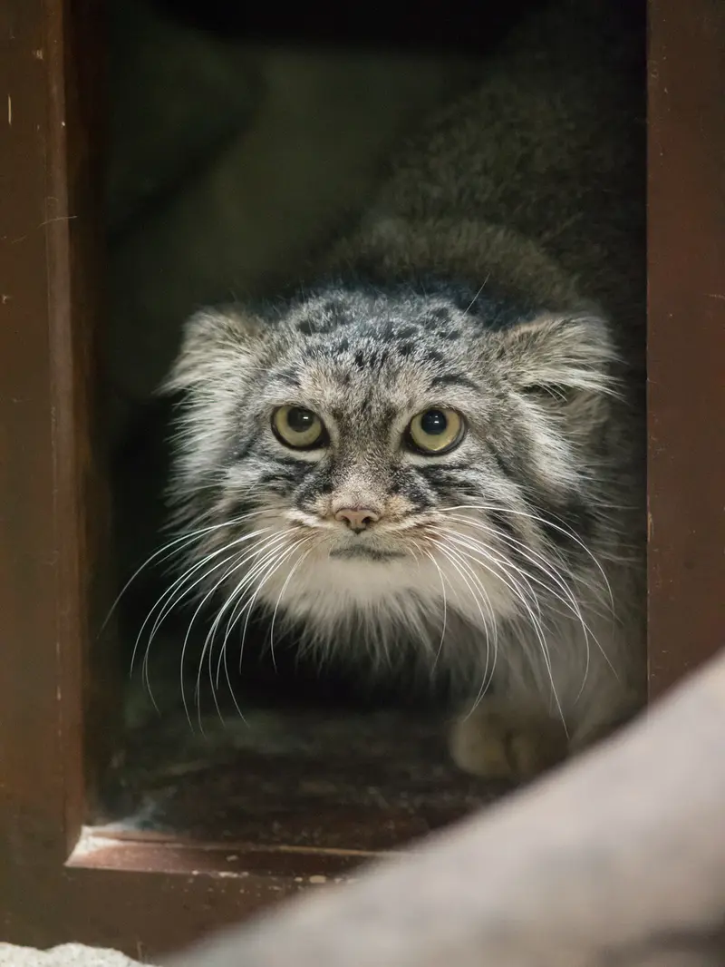 Фотография Шафран в Зоопарке Уено