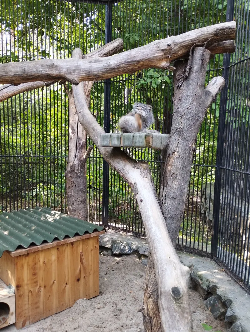 Фотография с манулом в Новосибирском Зоопарке