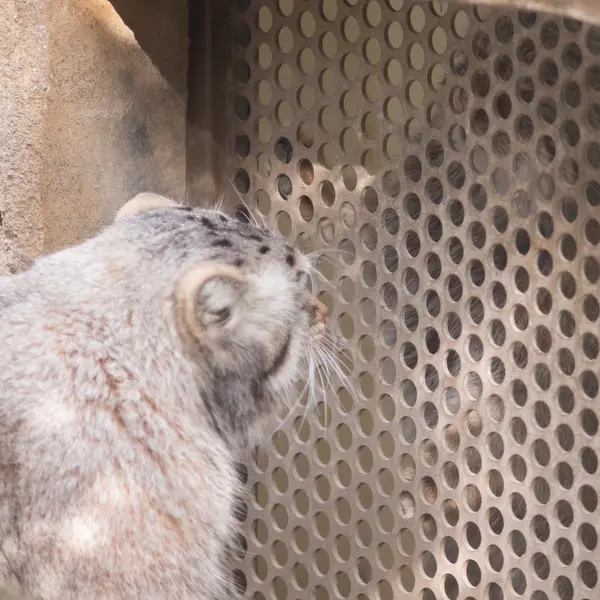 Фотография Абрикос в Царстве Животных Насу