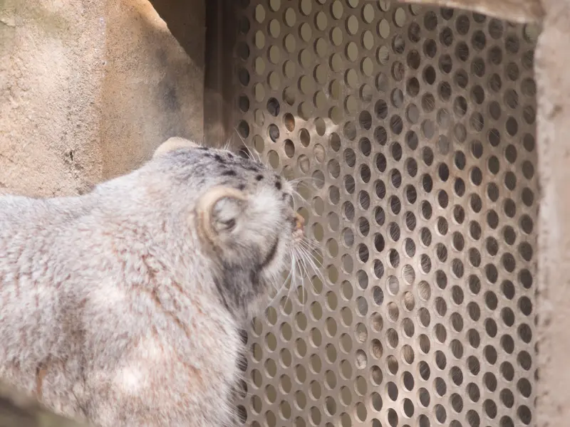 Фотография Нагому и Абрикос в Царстве Животных Насу