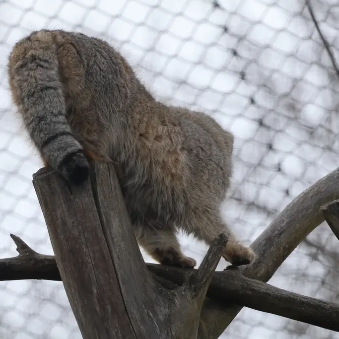 Фотография Аркаса в Зоопарке Коркеасаари