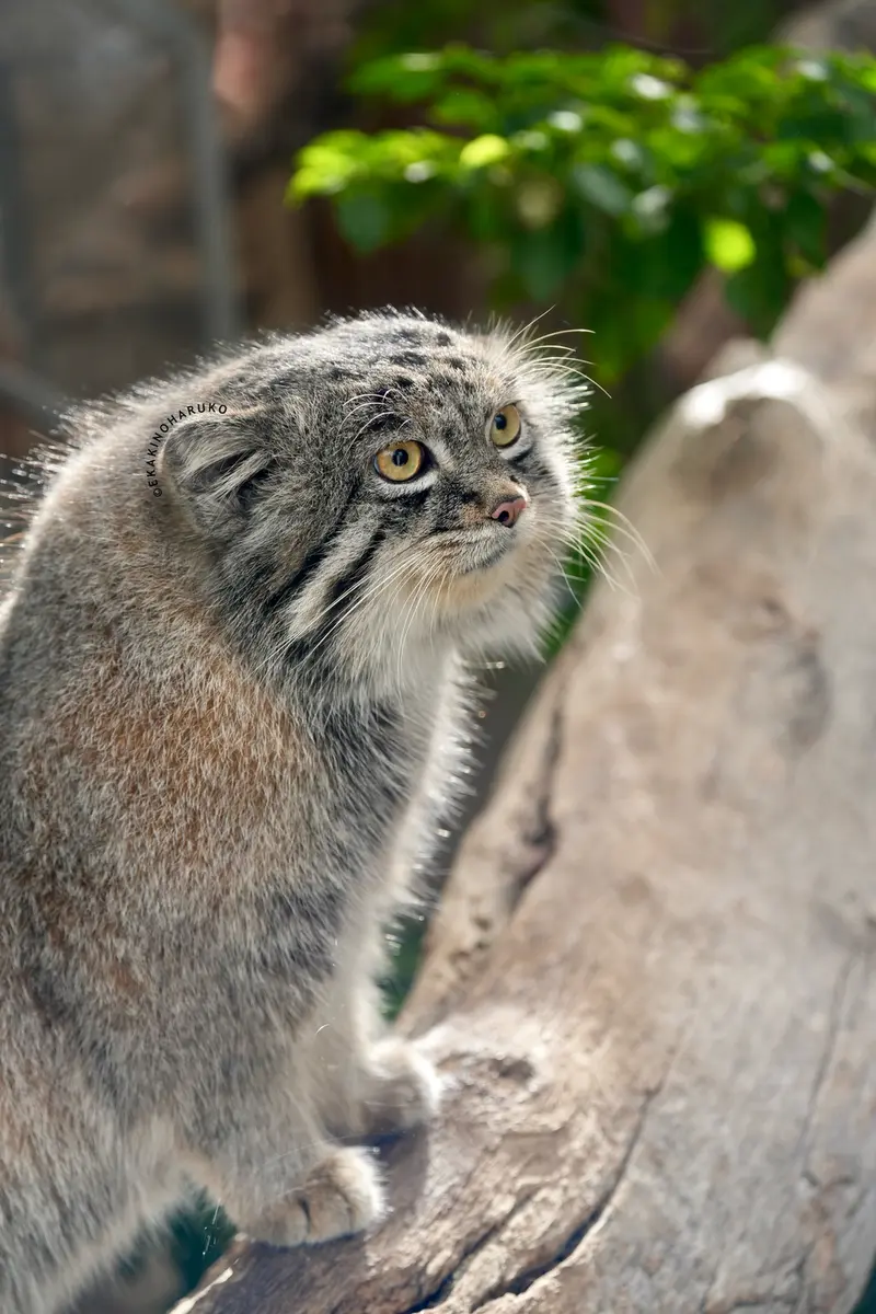 Фотография Нара в Царстве Животных Кобе