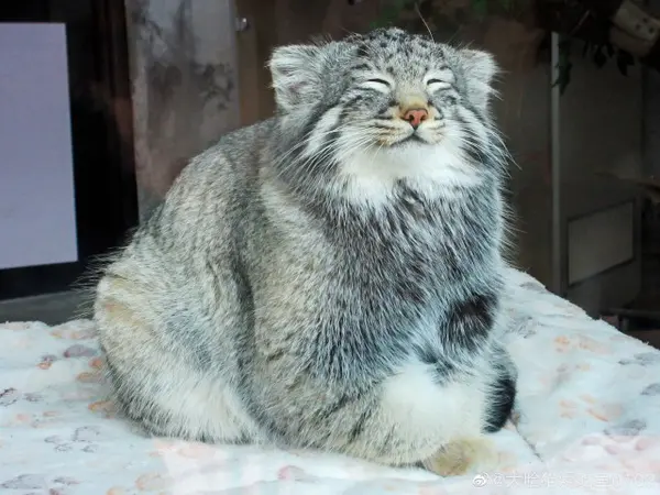 Фотография Суня Саньлана в Зоопарке дикой природы Цинхай-Тибетского нагорья