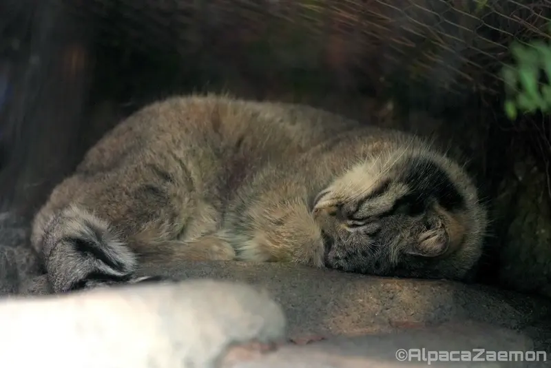 Фотография Ото в Царстве Животных Кобе