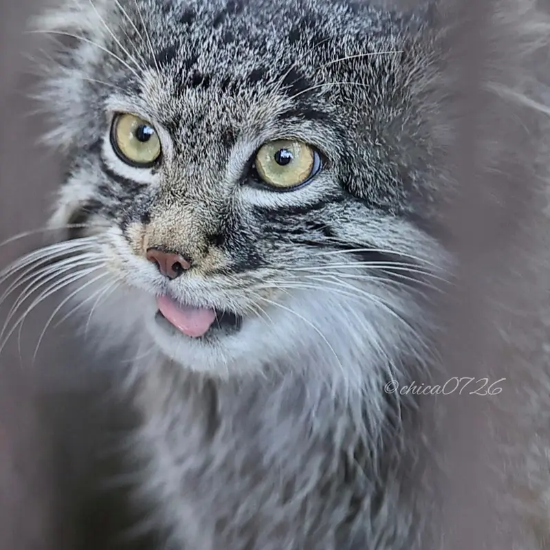 Фотография Фиги в Зоопарке Ногеяме