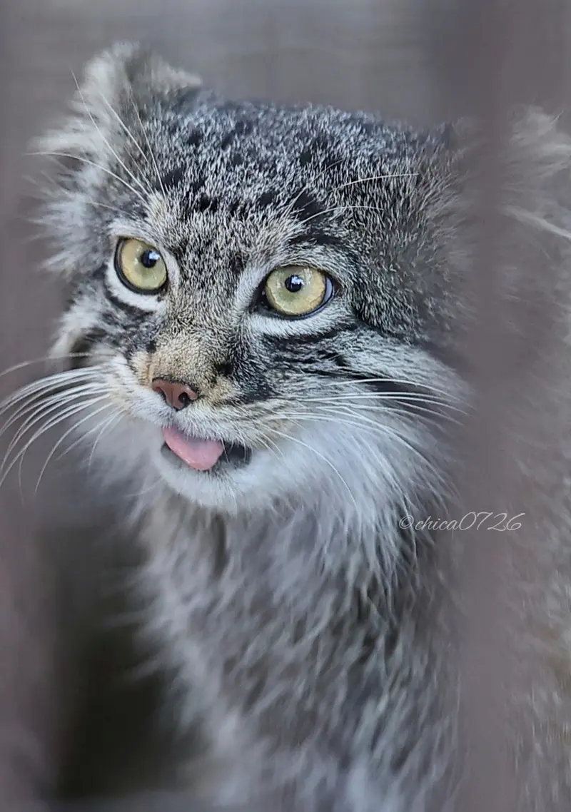Фотография Фиги в Зоопарке Ногеяме