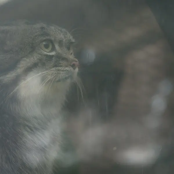 Фотография Нара в Царстве Животных Кобе