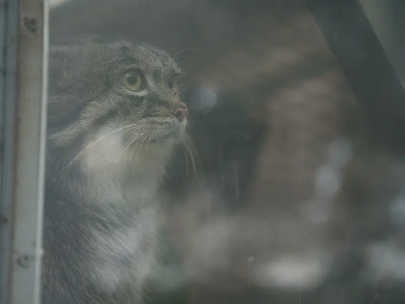 Фотография Нара в Царстве Животных Кобе