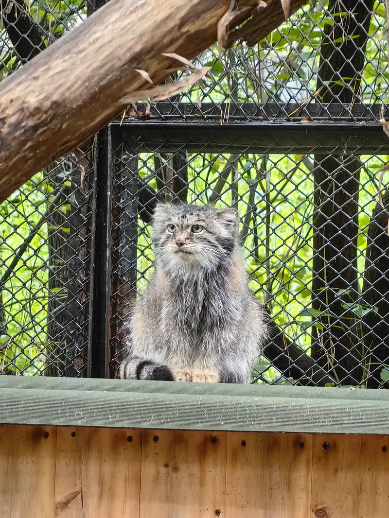 Фотография Ласточки в Новосибирском Зоопарке