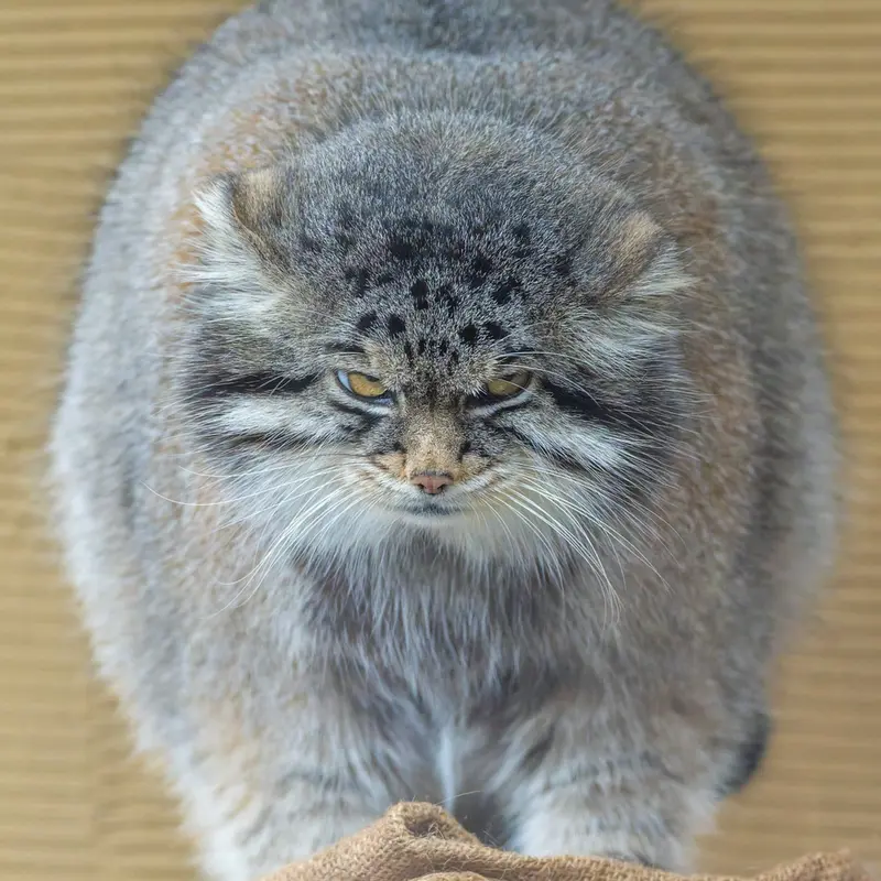 Фотография Груши в Зоопарке Асахияма