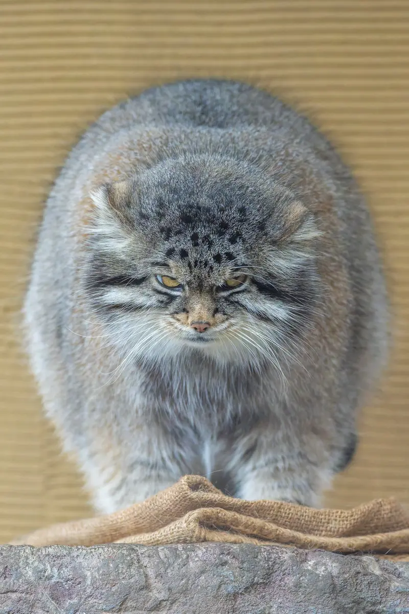 Фотография Груши в Зоопарке Асахияма