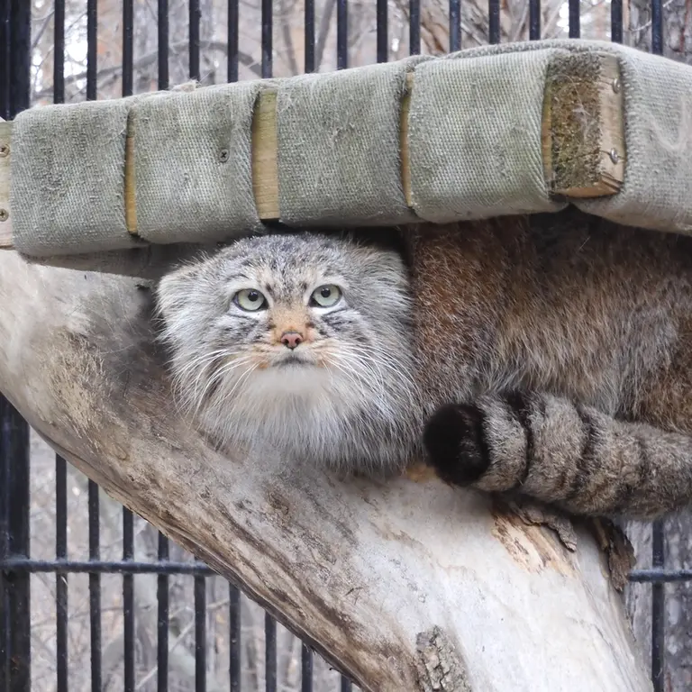 Фотография Габи в Новосибирском Зоопарке