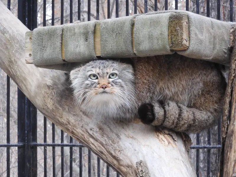 Фотография Габи в Новосибирском Зоопарке