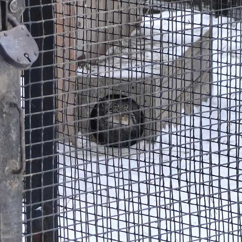 Фотография Серого в Новосибирском Зоопарке