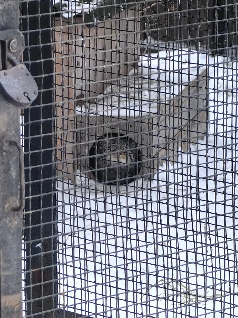 Фотография Серого в Новосибирском Зоопарке