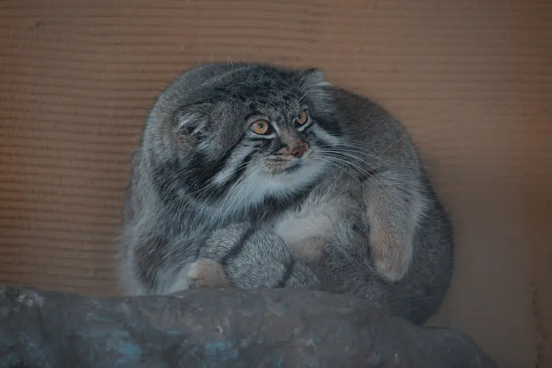 Фотография Груши в Зоопарке Асахияма