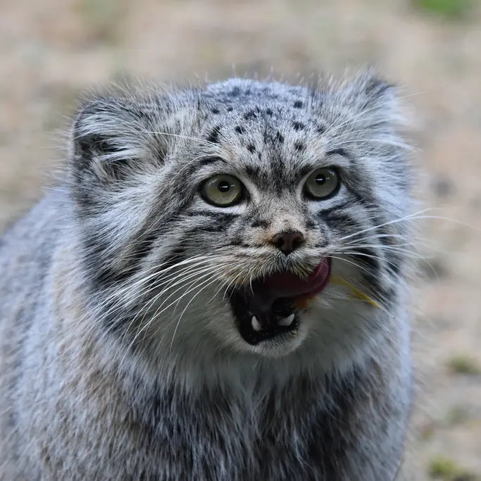 Фотография Атлана в Парке диких животных Порт-Лимпн
