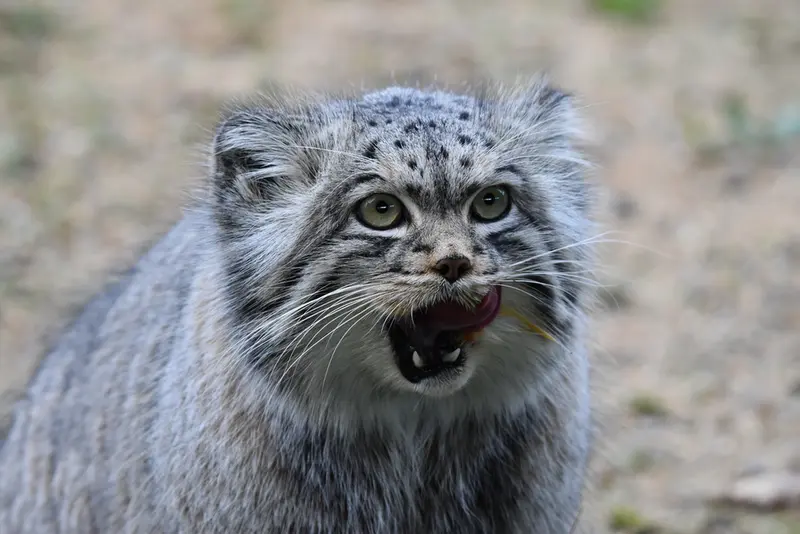 Фотография Атлана в Парке диких животных Порт-Лимпн