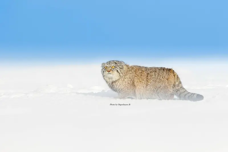 Фотография с манулом