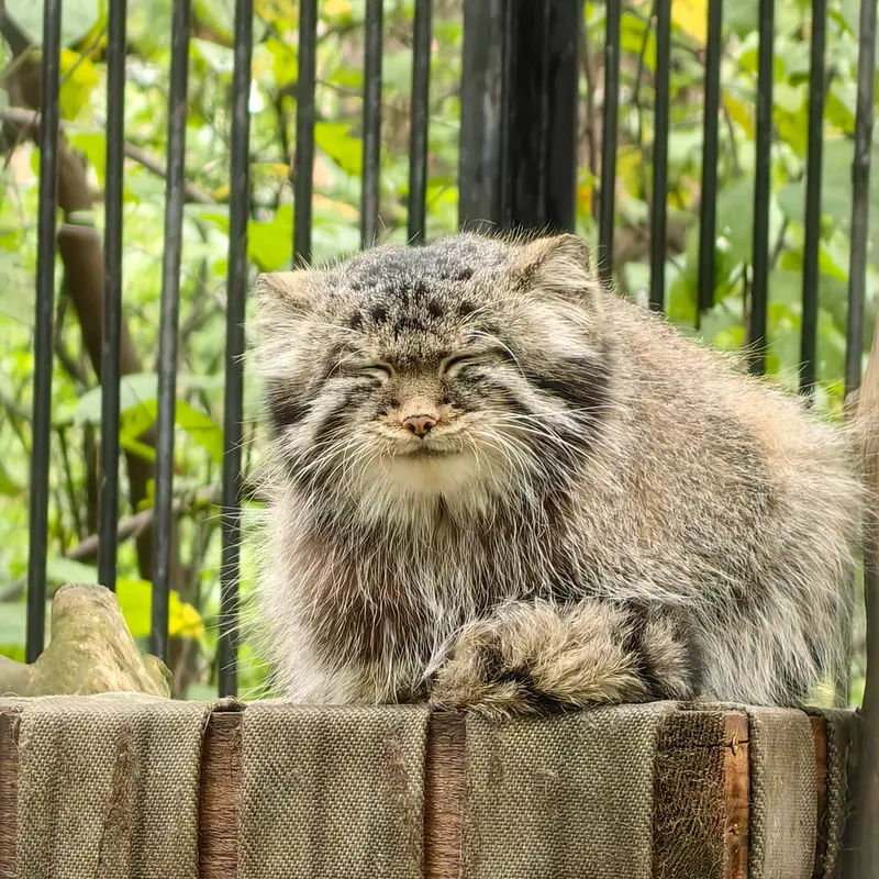 Фотография Евчонока 2023 Г.р. Ⅳ в Новосибирском Зоопарке