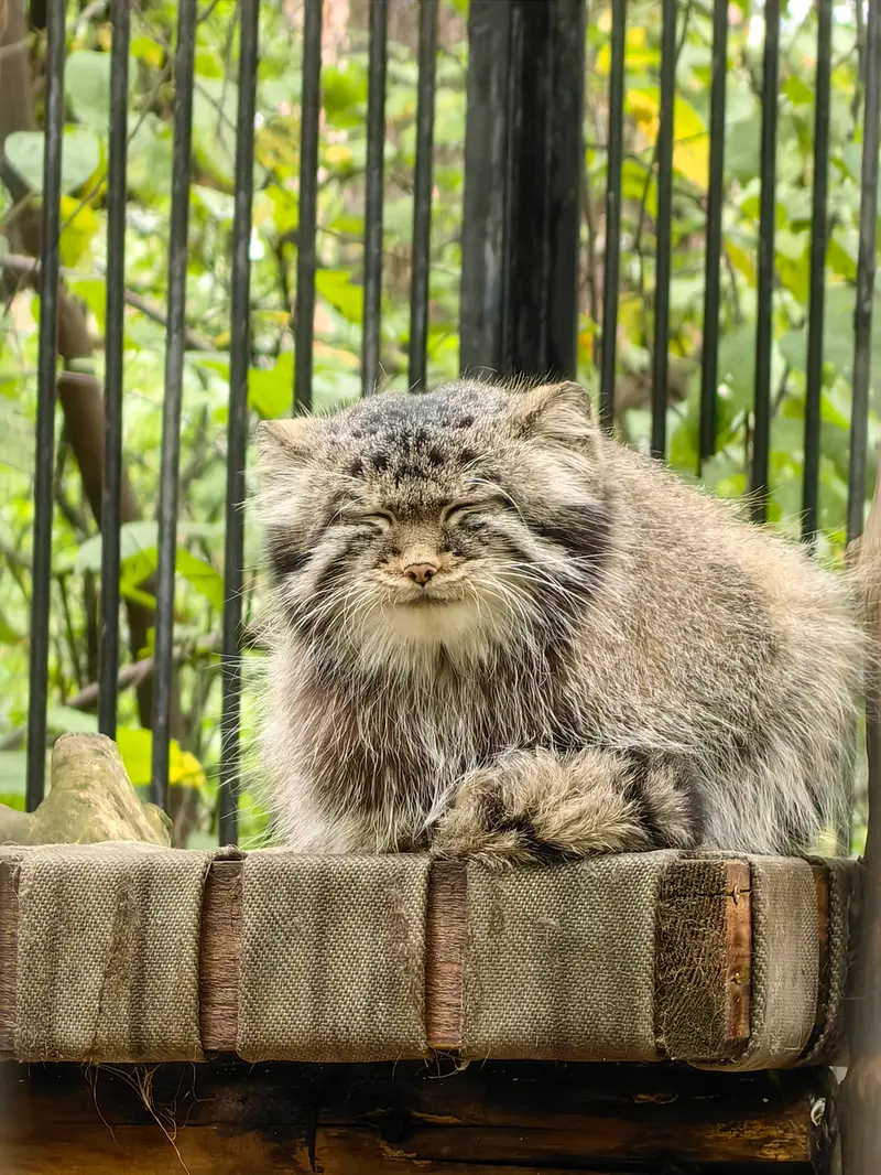 Фотография Евчонока 2023 Г.р. Ⅳ в Новосибирском Зоопарке