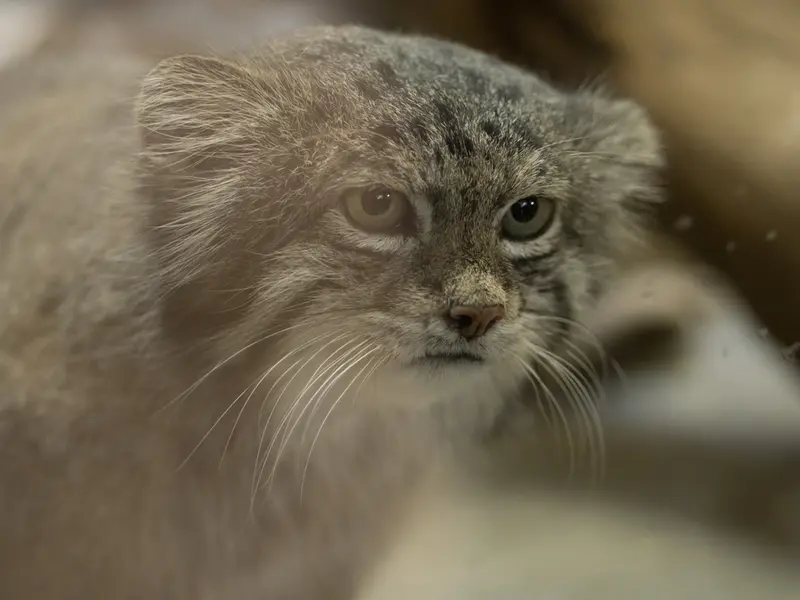 Фотография Клёна в Зоопарке Уено