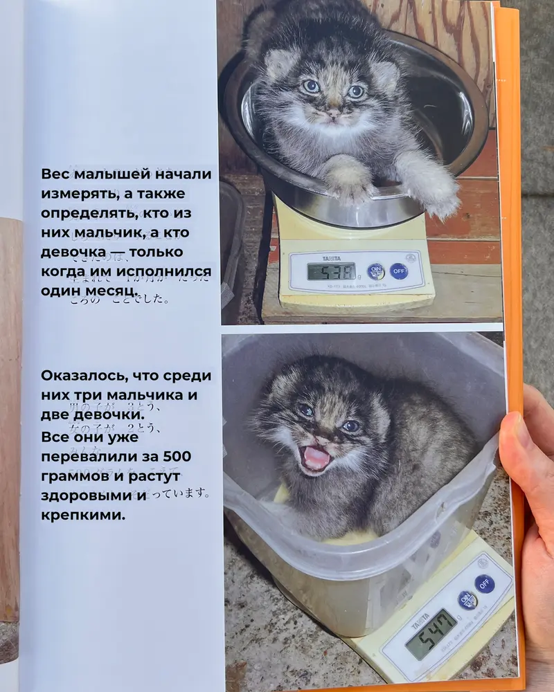 Фотография с манулом